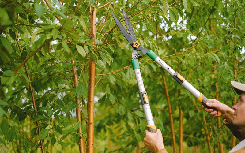 Tree trimming in Powderville, MT